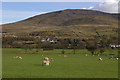 Sheep near Threlkeld