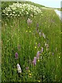 Orchids on verge, Round Ash Moor