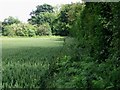 Field edge to the N of Fox Holt Road