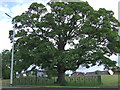 The Darnley Oak