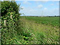 View toward Trebeferad, Llantwit Major