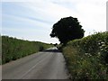 Tree overhanging the Rosemarket road