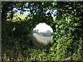 "Moorview" reflected in a hedgerow