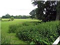 Field seen from the churchyard at All Saints Church, Hilborough, Norfolk