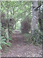 SW8240 : Footpath leading into Delabole Wood by Rod Allday