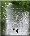 Ducks on the millpond