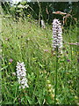 Common Spotted Orchid, Dactylorhiza fuchsii