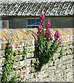 2008 : Antirrhinum at Overcourt Farm