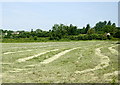 2008 : Hayfield near Honeybridge Farm