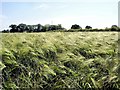 Haslington - barley field