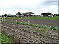 Market garden at Coney Green