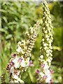 Mullein moth caterpillar