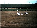 An overwintering family of Whooper Swans