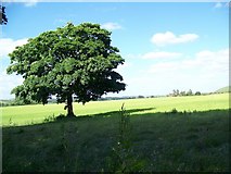 ST9321 : Tree beside the bridleway, Ferne by Maigheach-gheal