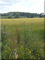 Barley field near Dallinghoo