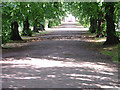 Lime tree avenue, Vernon Park