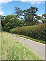 Lane and trees, Letheringham