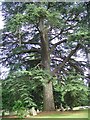 Cedar of Lebanon