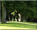 Trees at Ketwell School Entrance