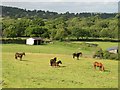 Stables and horses, Southcott