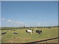 Cattle near Rhos-y-bont