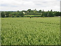 Looking towards Ash across a wheat field