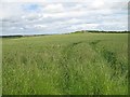 NT9443 : Wheat field, Mattilees Hill by Richard Webb