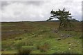 NZ1005 : Parish Boundary, Grass Moor by Mick Garratt