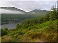 NN2904 : Forestry above Loch Long by Andrew Smith