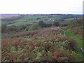 Looking toward Carmarthen from path 11/18 Mynydd y Garreg