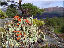 NH2424 : Lichen in the Glen Affric Caledonian Forest Reserve above Loch Beinn a' Mheadhoin by Rob Pedley