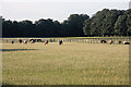 Racehorses grazing