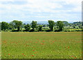 2008 : From the lane between South Wraxall and Atworth