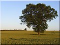 Farmland, Stoke Lyne