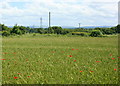 2008 : Wheatfield near Ganbrook Farm