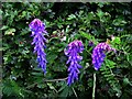 Tufted Vetch, Crockanroe