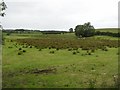 Drumadarragh Townland