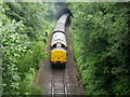 SD7915 : Nuttall Railway Cutting by Paul Anderson