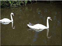 SD9101 : Two swans a-swimming by michael ely