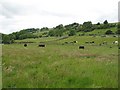 Grazing cattle, Weardale