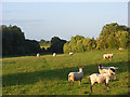 Pasture, Stoke Lyne