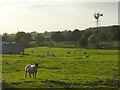 Pasture and windpump, Stoke Lyne