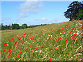 Grassland, Easthampstead