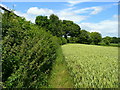 Field edge east of Bromsash