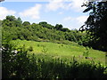 Trees in the Alkham Valley