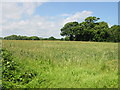 View across the field from Ferne Lane