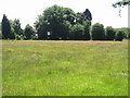 Meadow off Chalksole Green Lane