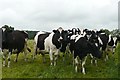 NZ0212 : Hundah cattle by Graham Horn