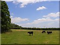 Cattle, Woolley Green