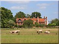 Sheep at Ockwells Manor, Maidenhead